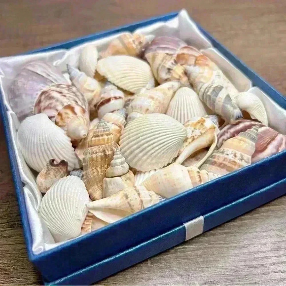 Gift Box of Assorted Sea Shells - Picture 3 of 3